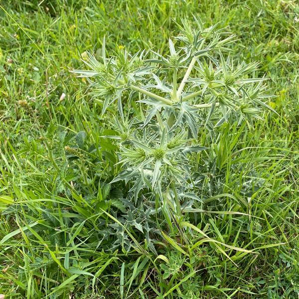 <h3>Eryngium campestre / Field eryngo / Kruisdistel</h3>